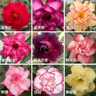 ✅Desert Rose Seeds | Adenium Obesum | 1 Pack | Drought Tolerant | Exotic Succulent | Pot Friendly