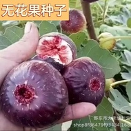 Ready Stock Fast Shipping Four Seasons Fig Seeds Balcony Courtyard Potted Plants Fig Saplings Seeds 