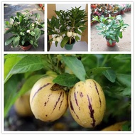 Ready Stock Malaysia (High Quality) Ginseng Fruit Seeds 10 pcs Fruit Tree Seeds Potted Planting Seasons Fruit Seeds Plant Seeds Flowers Indoor Plants Benih Pokok Bunga Benih Sayur Sayuran Pokok Bunga Anak Pokok Biji Buah keladi Others