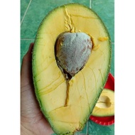 ANAK POKOK AVOCADO YAMAGATA - Buah besar AVOCADO