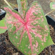 🔥CALADIUM PINK BEAUTY🔥KELADI RARE🔥KELADI PINK BEAUTY🔥