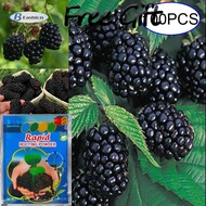 100 Pcs/Set Tree Seeds Nutritious Home Garden Bonsai Plant Black Raspberry Fruit Seed