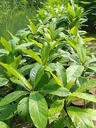 native talisay seedlings