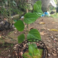 Bibit Pohon Tanaman Lada Hitam Perdu/Sahang Perdu Merica