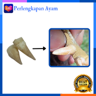 Jalu Sambung Asli 3 cm Dari Ayam Jago Jalu Sambungan Untuk Ayam Bangkok Aduan
