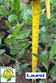 Buy1 Take1 LAUREL PLANT (Herbal Plant NOT seeds) with FREE garden soil. STRICTLY LUZON ONLY. HALAMAN