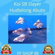 Ikan hias Koi Short Body Slayer Hudielong Abuto Import Top Grade