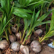 Benih pokok kelapa pandan