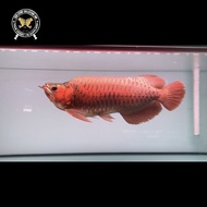 Ikan arwana super red king ITL 47CM Juara Kontes