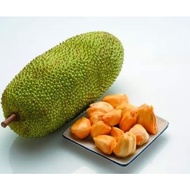 Pokok Cempedak Madu C28