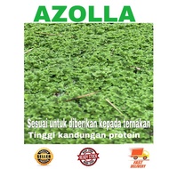 [LOWEST PRICE] 1 KG AZOLLA /LUMUT AZOLLA
