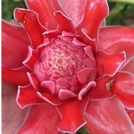 Akar Bunga kantan pink  (2 pcs )