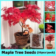 35pcs American Red Maple Tree Seeds for Planting Four Seasons Acer Palmatum Bonsai Seeds Indoor Potted Ornamental Plant