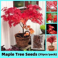 35pcs American Red Maple Tree Seeds for Planting Four Seasons Acer Palmatum Bonsai Seeds Indoor Pott