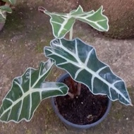 Alocasia Amazonica (Alocasia longiloba x Alocasia Sanderiana)