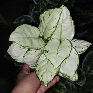 Aglaonema SUPER WHITE, Lush, Well Rooted and Established (BIG SALE)