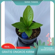 Bibit Anthurium Jemani Cobra Catalog Roset ready bisa cod