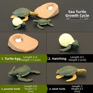 MENGSILE | Educational Growth Cycle Animal Models for Kids