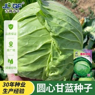 Summer Kale Seeds Heat-Resistant Big-Headed Vegetables Cabbage Cabbage Round Cabbage Autumn Vegetabl