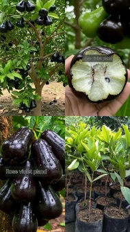 Selamat Datang Ditoko Kami Bibit Jambu Jamaika🌱 Hitam Merupakan Salah Satu Jenis Buah Yang Paling Ba