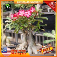 Anak Pokok Bunga Bongsai Bongzai Adenium Pokok Hiasan