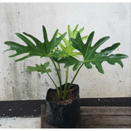 ♗Philodendron Hope Selloum Plants