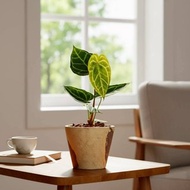 黑水晶花燭 復古小水泥盆栽 開幕盆栽推薦 桌上盆栽 送禮