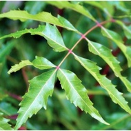 Daun semambu / daun mambu / daun neem / daun untuk demam campak 300g