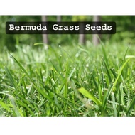 Grass Seed Home Garden 100 seeds