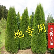 Big Tree Tree Cypress Tree Cypress Tree Pagoda Pine Four Seasons Evergreen Cypress Dragon Cypress Cy