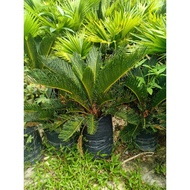 Cycas Palm pokok hidup