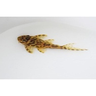 Pleco Baby L66 / L333 (Hypancistrus sp)