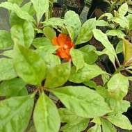 Pokok  Duri  7 Bilah