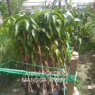 Anak Pokok Mangga Irwin