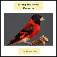 Burung Red Siskin Klasik