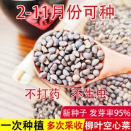Willow Hollow Vegetable Seeds Four Seasons Sowing Vegetable Seeds Vegetable Seeds Vegetable Seeds Ve