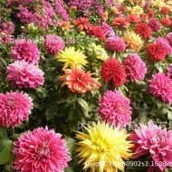 Dahlia Planting Ball Four Seasons Flower Potted Plant Indoor Outdoor Planting Dahlia Sweet Potato Fl