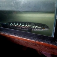 Ikan Gabus Toman Jumbo 51-53cm