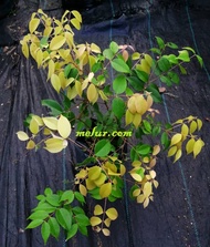 Syzygium inophylla sapling / Anak Pokok Gelam Tikus Anak Pokok Tanaman Benih Garden Seed Seeds