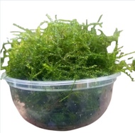 Moss Java tanaman aquascape hiasan akuarium mos Java Moss bonsai