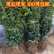Anak Pokok Bunga Osmanthus Ogos Borong100Percuma Penghantaran Jenis Aromatik Luar Rumah Golden Osmanthus Benih Bunga Osm