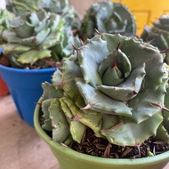 H2O - H2O  - [rare succulent id] Agave potatorum 'Shoji-Raijin' live plant