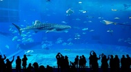 沖繩旅遊｜美麗海水族館.小希臘瀨長島五日｜一日自由活動｜贈一日單軌電車劵｜高雄來回