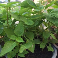 1 ounce Oregano Seeds