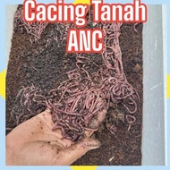 [PROMO] - CACING TANAH BERSIH HIDUP 1KG CACING ANC HIDUP PREMIUN
