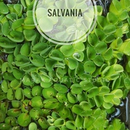 Salvinia Cucullata Floating Plant Guppy Betta Pond