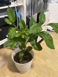 盆栽檸檬樹
