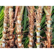 KERATAN NAPIER PANDAN/DWARF SEGAR