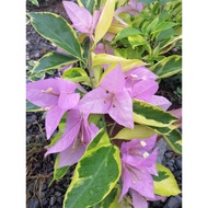 Rooted Bougainvillea