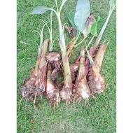 benih pokok pisang berangan, pisang kebatu, pisang kapas (anak pokok gali)